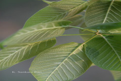 Handroanthus impetiginosus